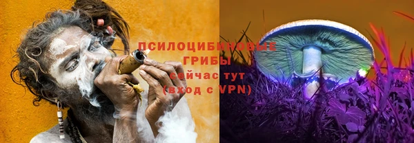 прущие грибы Вязники